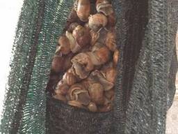 Постачання равликів Helix Pomatia