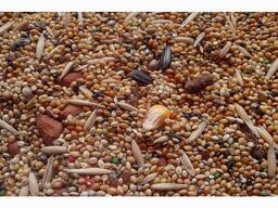 Постійно купуємо зерновідходи та некондиційну агропродукцію