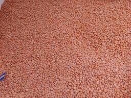 Постіно закуповуємо сочевицю червону та зелену.