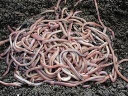 Постійний запас черв'яків на рибалку дендробена чи старатель