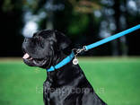 Поводок для собак кожаный Waudog Glamour Ш 25 мм Дл 122 см Голубой - фото 2
