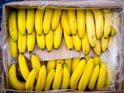 Предлагаем Бананы урожая Страны происхождения: Эквадор и Коста-Рика.
