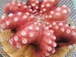 Предлагаем мороженные морепродукты в Украину от завода из Китая - фото 7