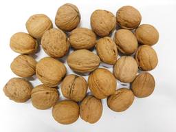 Предоставляем услуги по мойке Грецкого ореха в скорлупе на экспорт и внутри страны!