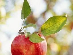 Предприятие купит яблоки для промышленной переработки в больших количествах