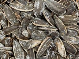 Прелая семечка подсолнуха, некондиційне насіння