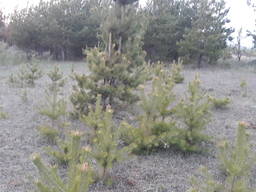 Приму грунт землю