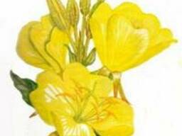 Примулы вечерней масло. (Под заказ)