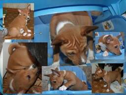 Притулку інопланетянина. Басенджі щенята. Basenji puppies