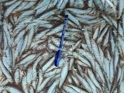 Килька замороженная