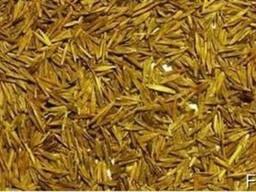 Продаем Костер безостый