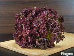 Продаем Лолло росса оптом, мелким оптом