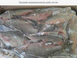 Продаем с/м лещ мелкий , лящ, густеру, судак, щука.
