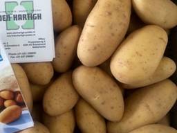 Продаем семенной картофель Гранада I репродукции
