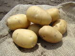 Продаем семенной картофель Ривьера I репродукции. - фото 3