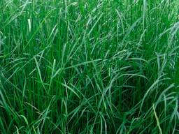 Продaємо нaсiння Фестулолiумa для сiноксних тa пaсовищних цiлей