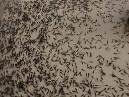 Осетр від малька до товарної риби