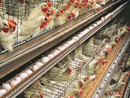 Продается новая птицефабрика по производству яиц в Румынии