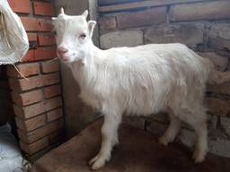 Продается срочно молоденький козлик ламанча