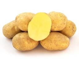 Продаємо картоплю