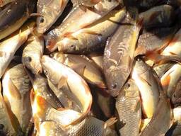 Продаємо мальок Коропа