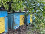 Продаємо власну пасіку. - фото 3