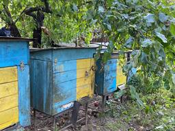 Продаємо бджолосімʼї