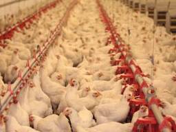 Продається птахофабрика