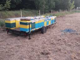 Продаю бджоли. прицеп для бджіл