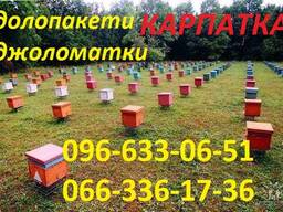 Продаються бджолопакети, бджолосім'ї .