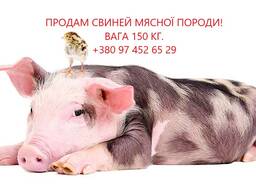 Продаються свині