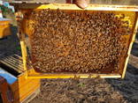 Продам 300 пчелопакетов с собственной пасеки Бакфаст - фото 1