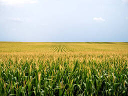 Продам 8,5478 га сільськогосподарської землі