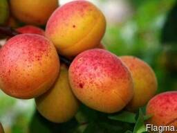 Продам абрикос оптом