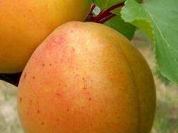 Продам абрикосы