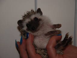 Продам африканского карликового ежа