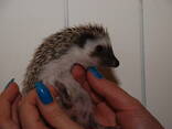 Продам африканского карликового ежа - фото 2