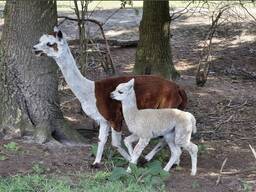 Продам Альпака Ламу