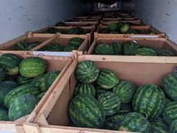 Продам Арбуз