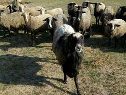 Продам барана романовской породы и овец