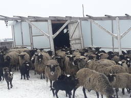 Продам баранів романівської породи