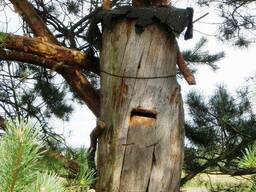 Продам бджоломатки Поліської породи бджіл