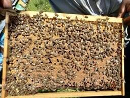 Продам бджолопакети карпатка