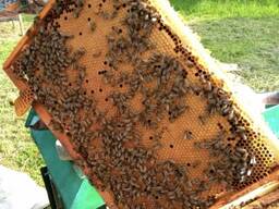Продам бджолопакети Карпатка