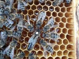Продам бджолосім'ї та бджолопакети