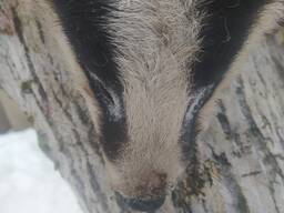 Продам борсучий жир