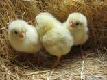 Продам бройлер от суточного ,до бройлера на убой живым весом - фото 1