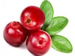 Продам бруснику свежую и свежемороженную, ягоды (брусниця)