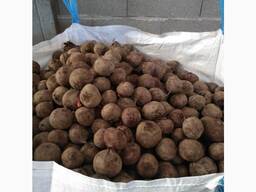 Продам буряк 2 сорту