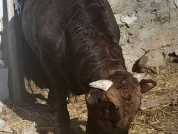 Продам Бика